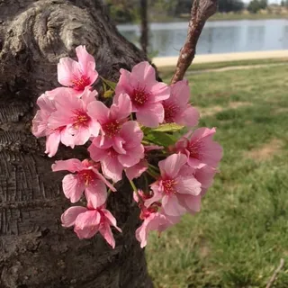 Sakura K.