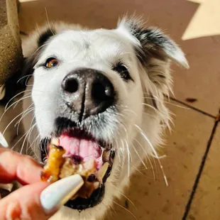dog enjoying brisket