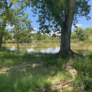 Pond (a little brown due to monsoon season)