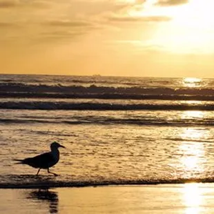 Corpus Christi beaches