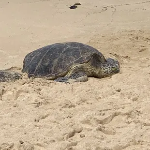 Turtle in north shore