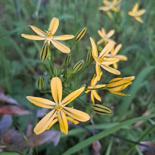 Brodiaea