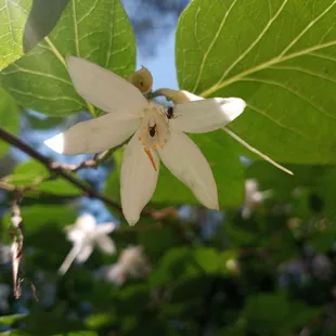 Two ants on a flower