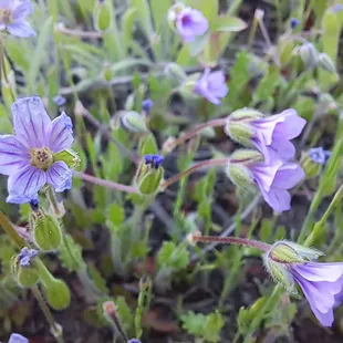 Wildflowers (macro mode)