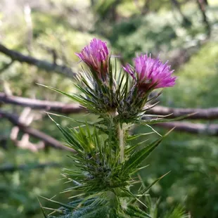 Thistle