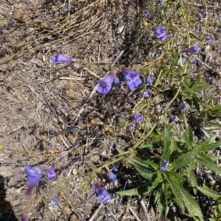 Wildflowers on our hike