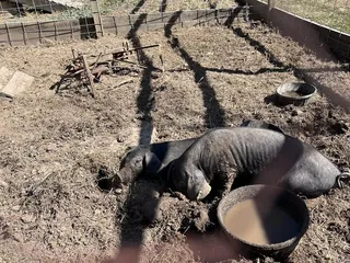Weston Red Barn Farm