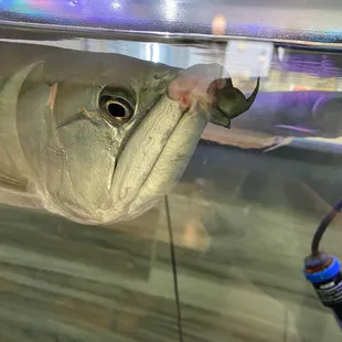 sashimi, sushi, food, sushi and sashimi