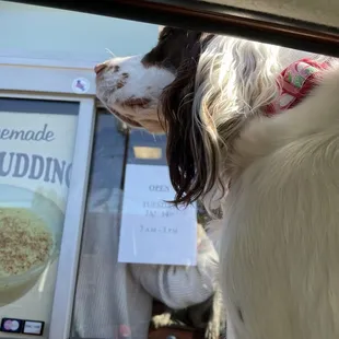 An excited dog who never got her treat because John's sucks.
