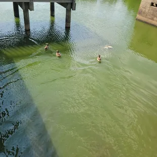 The nice little area for walking the ducks and take pictures