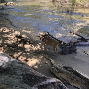 Dog cooling his paws