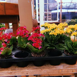 mini Kalanchoes