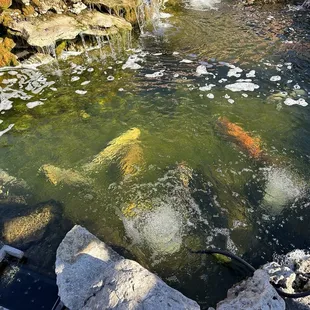 Some of the Coy are huge.