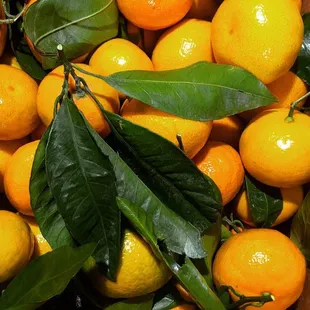 Delicious Satsuma Mandarins Available Nov-Jan