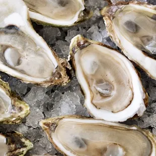 food, mussels, oysters, oysters and mussels, shellfish