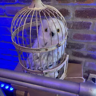 Hedwig
