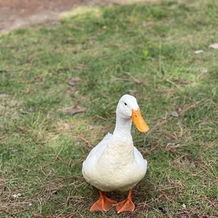 Friendly ducks!