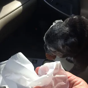 Donut hole treat for my pug(Smudge). She was so good at the vet.  #UpCloseSavor XP