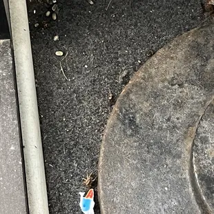 Dead Roaches