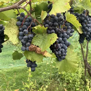a bunch of grapes on the vine