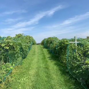 Vineyard