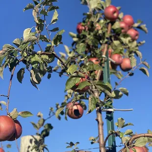 a tree full of apples