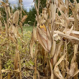 corn in a field