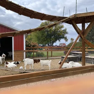 a group of goats in a pen