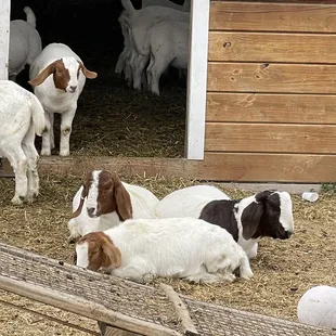 Cute little goats