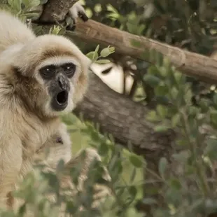Amazing wildlife around the lake