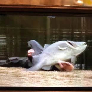 Massive fish in the pond behind the camp