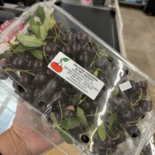 Freshly picked Sour Cherries  ... seasonal fruit, only this time of the year!