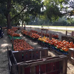 Pumpkin galore!!  :)