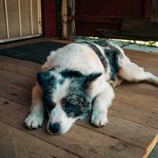 The owner's dog asleep on the porch.