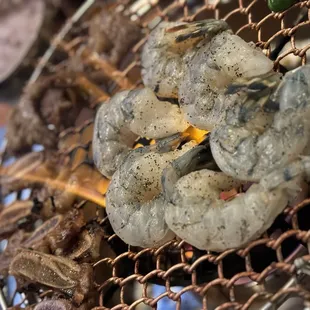 Shrimp and marinated beef