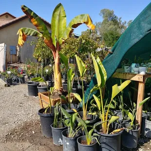 Jonnhy's Nursery