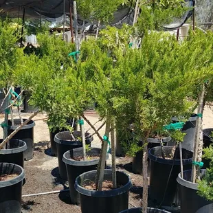 Pine trees. At jonnhy's Nursery in Tulare.