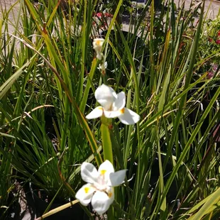 African iris plants At jonnhy's Nursery in Tulare.
