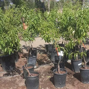 Nectarine fruit trees at Jonnhy's Nursery in Tulare