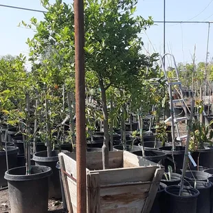 Lime tree 24gal