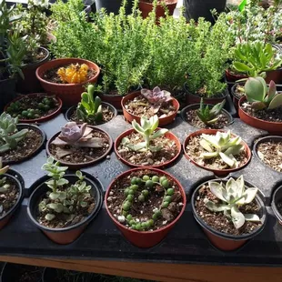 Succulents at jonnhy's Nursery in tulare. Visit the #1 nursery in tulare &amp; experience exceptional customer service and affordable prices.