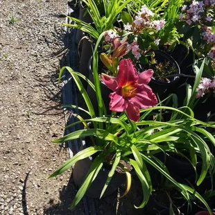 Day lily at jonnhy's Nursery in tulare. Visit the #1 nursery in tulare &amp; experience exceptional customer service and affordable prices.