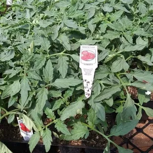 Tomato plants at jonnhy's Nursery in tulare. Visit the #1 nursery in tulare &amp; experience exceptional customer service and affordable prices.