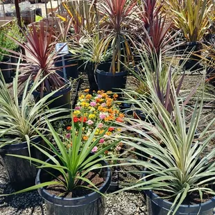 Cordyline At jonnhy's Nursery in Tulare.
