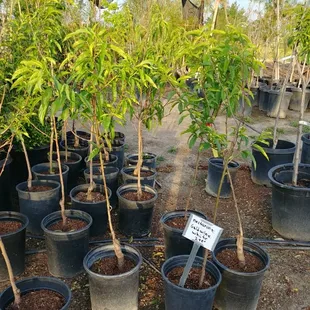 Nectarine fruit trees At jonnhy's Nursery in Tulare.