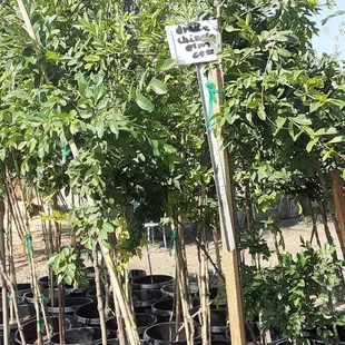 Drake Chinese elm trees at Jonnhy's Nursery in Tulare