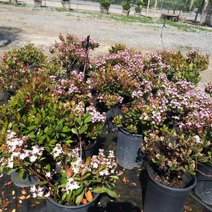 Indian Hawthorne at jonnhy's Nursery in tulare. Visit the #1 nursery in tulare &amp; experience exceptional customer service &amp; affordable prices