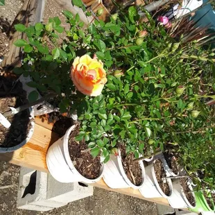 Rose trees on sale for only $15