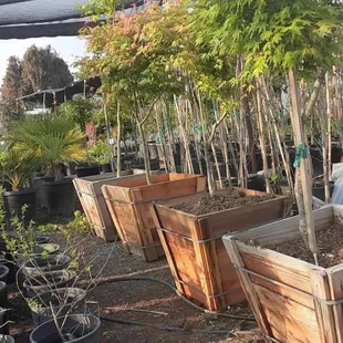 Japanese maple trees