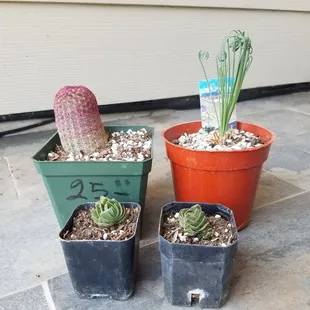 Pink cactus 25.00. and and curly succulent, 15.00. The buddha temple was 5.00 each.